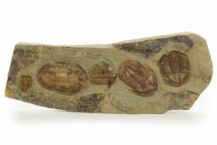 Line of Five Trilobites ( Species) - Fezouata Formation #328561